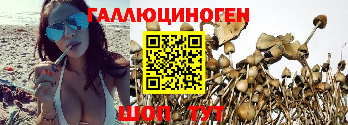 Псилоцибиновые грибы мицелий  Вход с VPN  где купить наркотик  Тайшет 